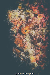 Edited version of a frogfish! by Jonny Haugstad 